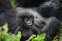 baby-gorilla-volcanoes-national-park-rwanda