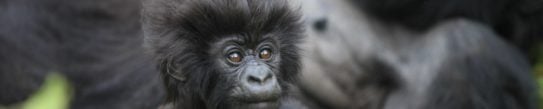 baby-gorilla-volcanoes-national-park-rwanda