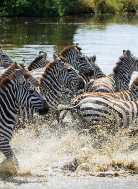 Group of zebras running across the water of the Serengeti National Park, Tanzania