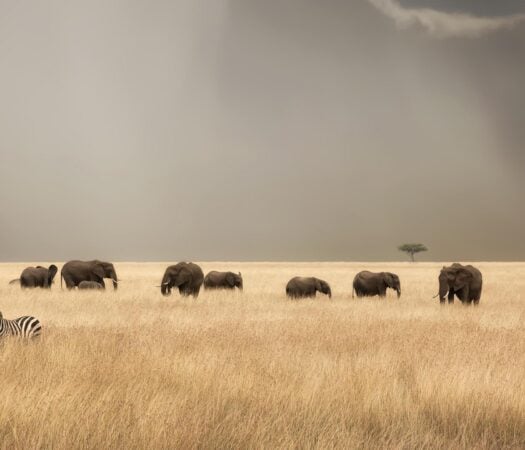 Zebras and elephants in the Maasai Mara, Kenya