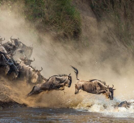 A herd of wildebeests crashing through the waters of the Mara River, between Tanzania and Kenya, during the Great Migration.