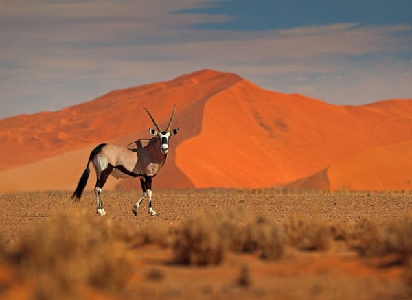 Gemsbok with orange sand dune evening sunset.