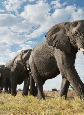 Elephants roaming through the grassy plains