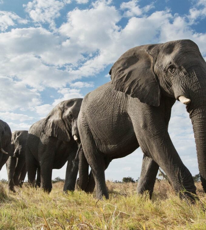 Elephants roaming through the grassy plains