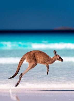 Kangaroo hopping / jumping mid air on sand near the surf on the beach by the bright blue ocean at Lucky Bay, Cape Le Grand National Park, Esperance, Western Australia