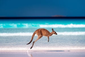 Kangaroo hopping / jumping mid air on sand near the surf on the beach by the bright blue ocean at Lucky Bay, Cape Le Grand National Park, Esperance, Western Australia