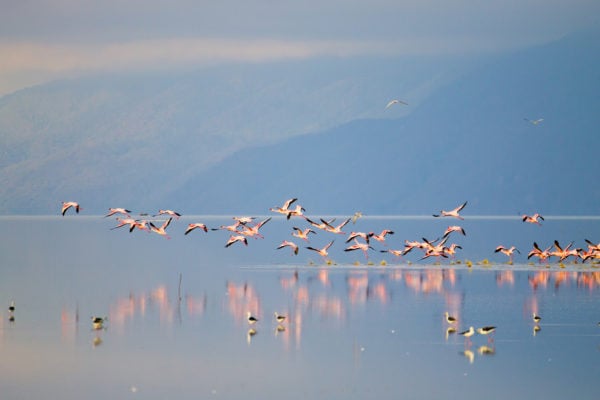 Flock of pink flamingos taking flight from Lake Manyara, Tanzania