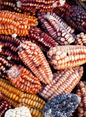 Close up of Peruvian corn of various colours and shades