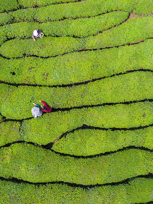 Ariel view of a bright green tea plantation, with densely packed green leaves and people with buckets picking leaves