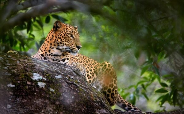 Sri Lankan leopard, Panthera pardus kotiya, laying on a tree