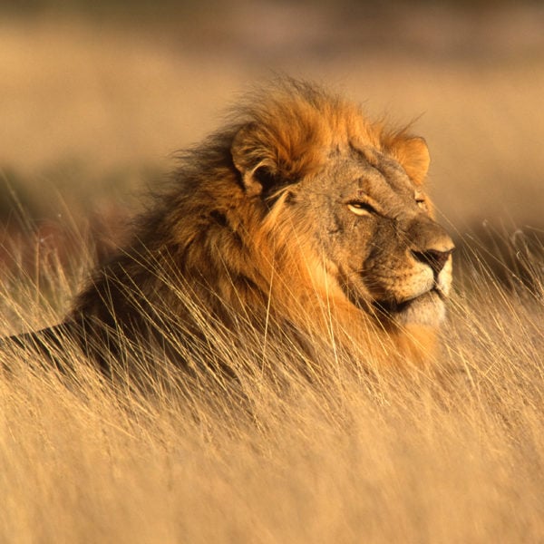 Portrait of a big male lion lying in the grass, Etosha National Park, Namibia.