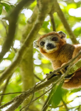 crowned-lemur-ankarana-national-park-madagascar