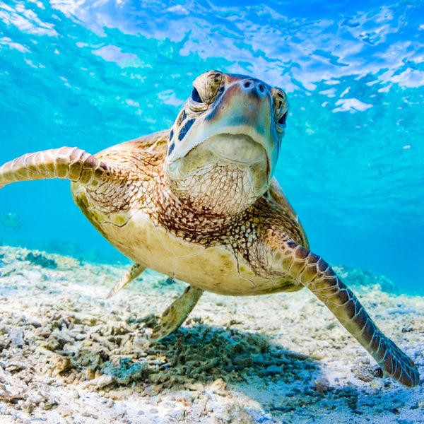 Green Turtle Swimming on the Great Barrier Reef, Queensland, Australia