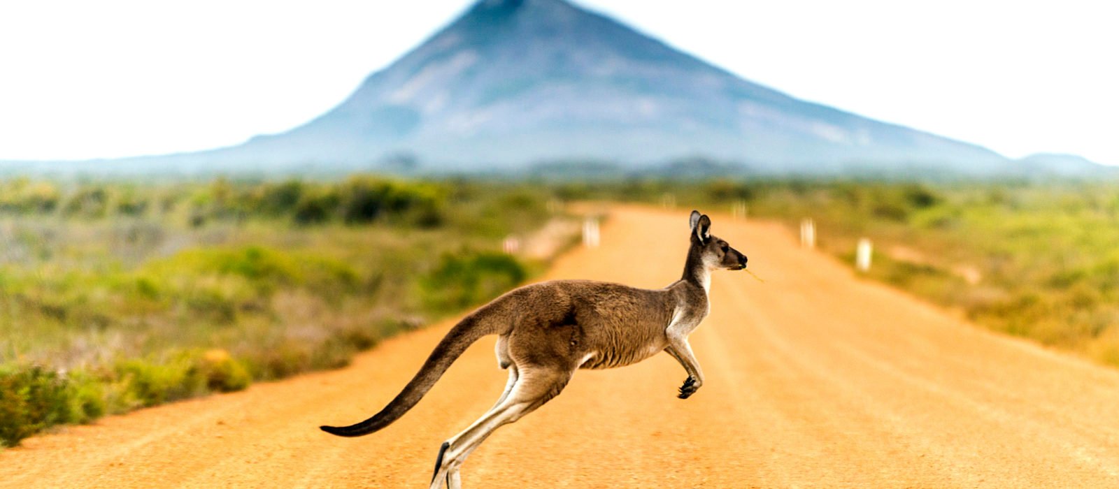 kangaroo-crossing-road-western-australia