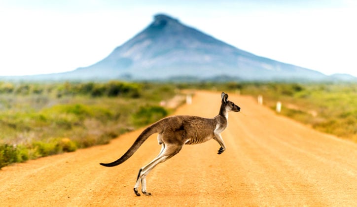 kangaroo-crossing-road-western-australia