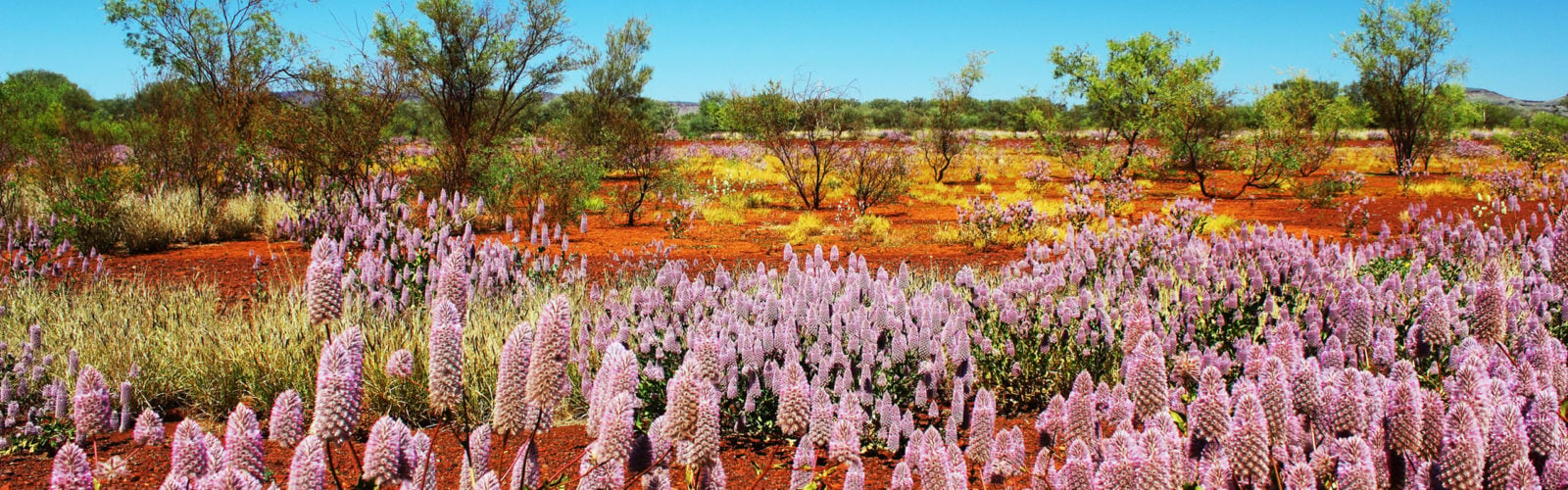 outback-wildflowers