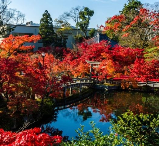 Brilliant red and orange autumn leaves in trees in a Japanese garden