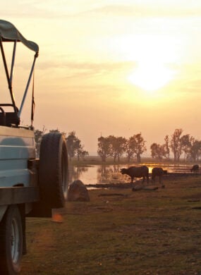 bamurru-plains-buffalo-sunset