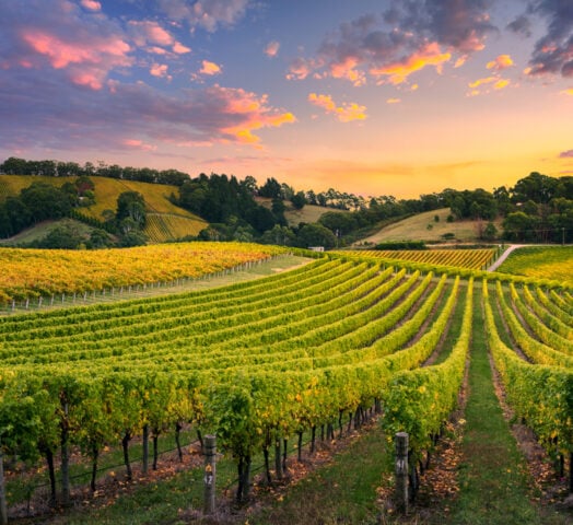 Barossa Valley Vineyard Sunset