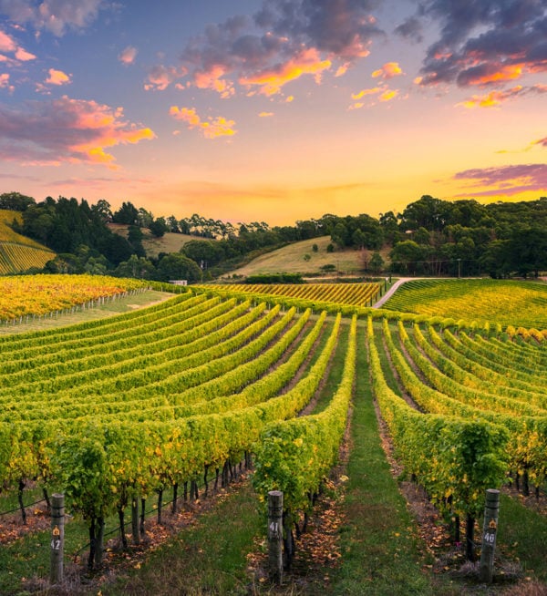 Barossa Valley Vineyard Sunset