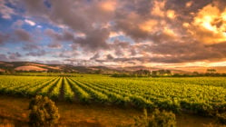 Morning in the Barossa Vineyards