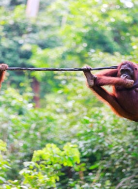 orangutans-sabah-malaysia-borneo