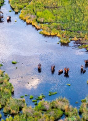 Aerial view of wildlife congregating in Botswana's Delta Okavango