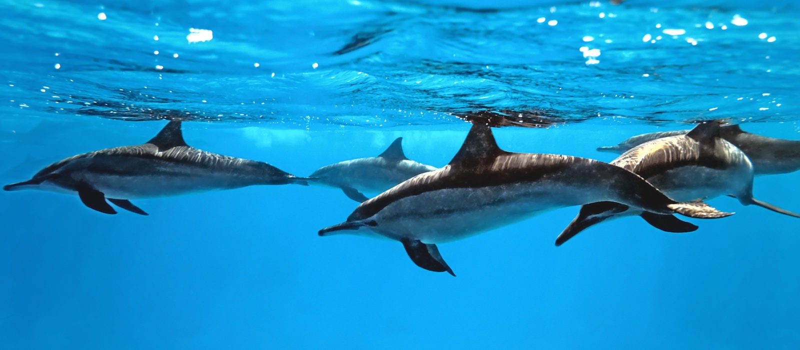 bottle_nosed_dolphins