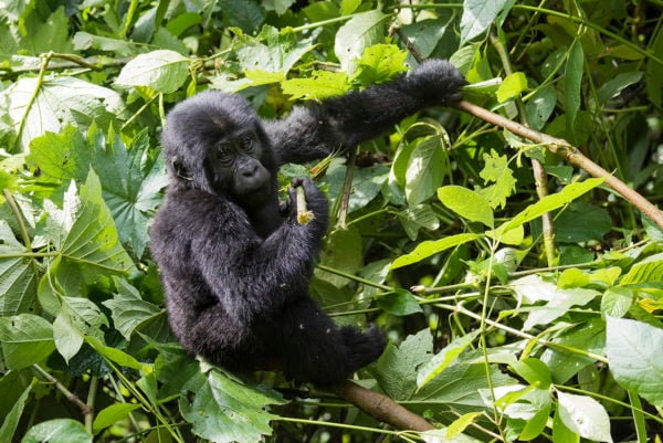 A young wild mountain gorilla in thick green forest leaves looking into the camera lens