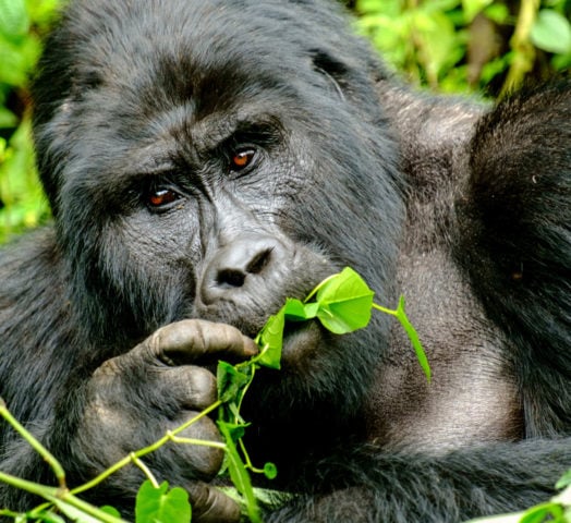 mountain-silverback-gorilla-in-bwindi-impenetrable-forest