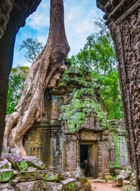 Angkor wat tree temple