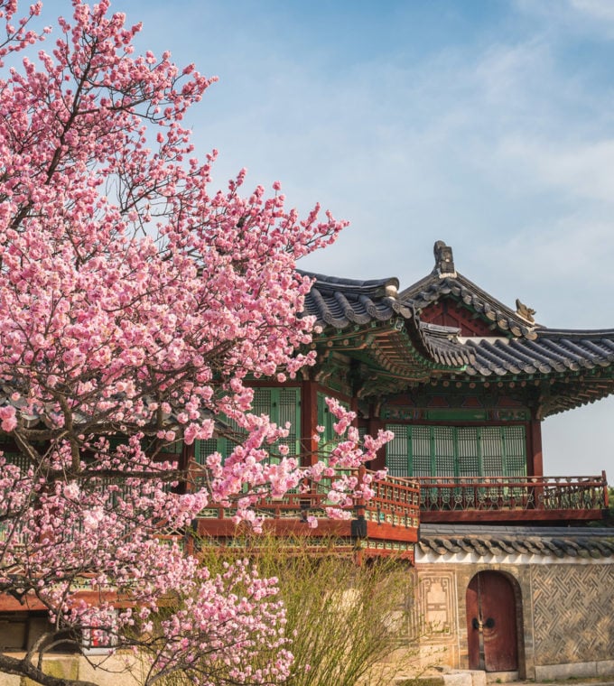 spring-cherry-blossom-seoul-south-korea