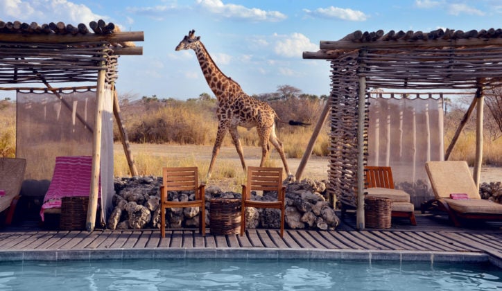 Giraffe walking behind the swimming pool of Chem Chem Lodge, Lake Manyara Tanzania