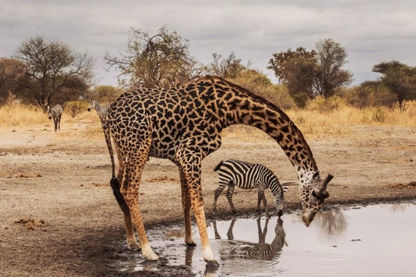 A wild giraffe and wild zebra drinking from a watering hole in Tanzania, with two more zebras standing behind against dry African wild grass