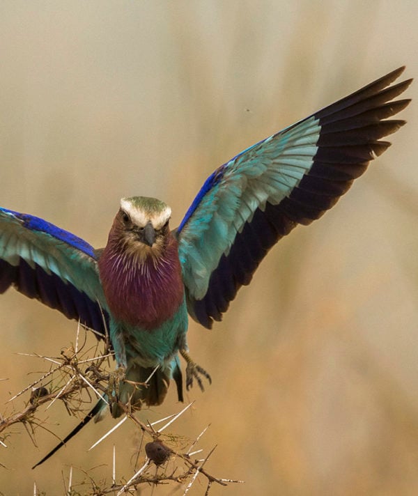 Lilac-breasted roller bird in flight, Tanzania