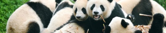 giant-panda-eating-bamboo-chengdu