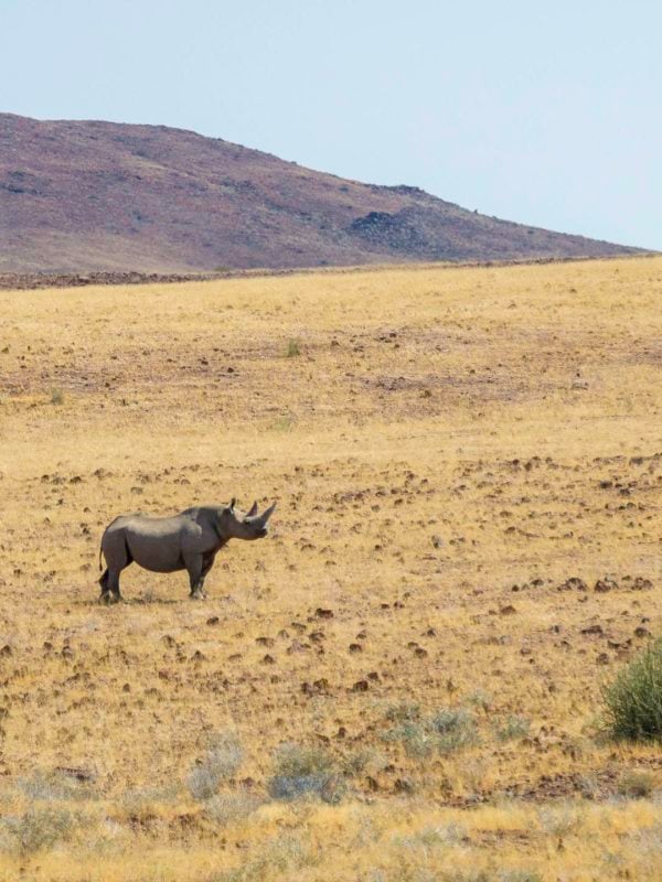 A lone rhino standing in yellow grass