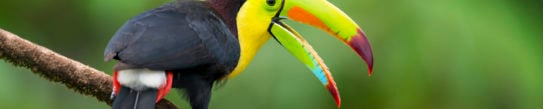 Keel-Billed Toucan in the wild