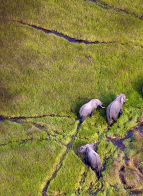 elephants walk across the wetlands of botswana