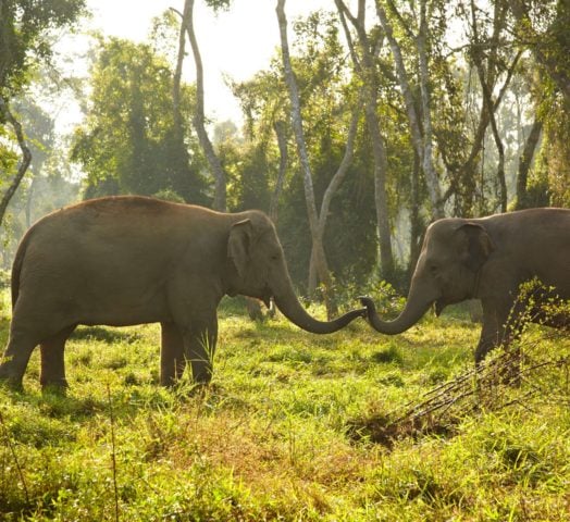 Asian elephants in their natural habitat