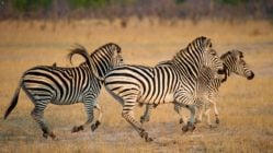 Herd of zembra running through the dry plains