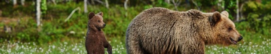 bear-cubs-canada