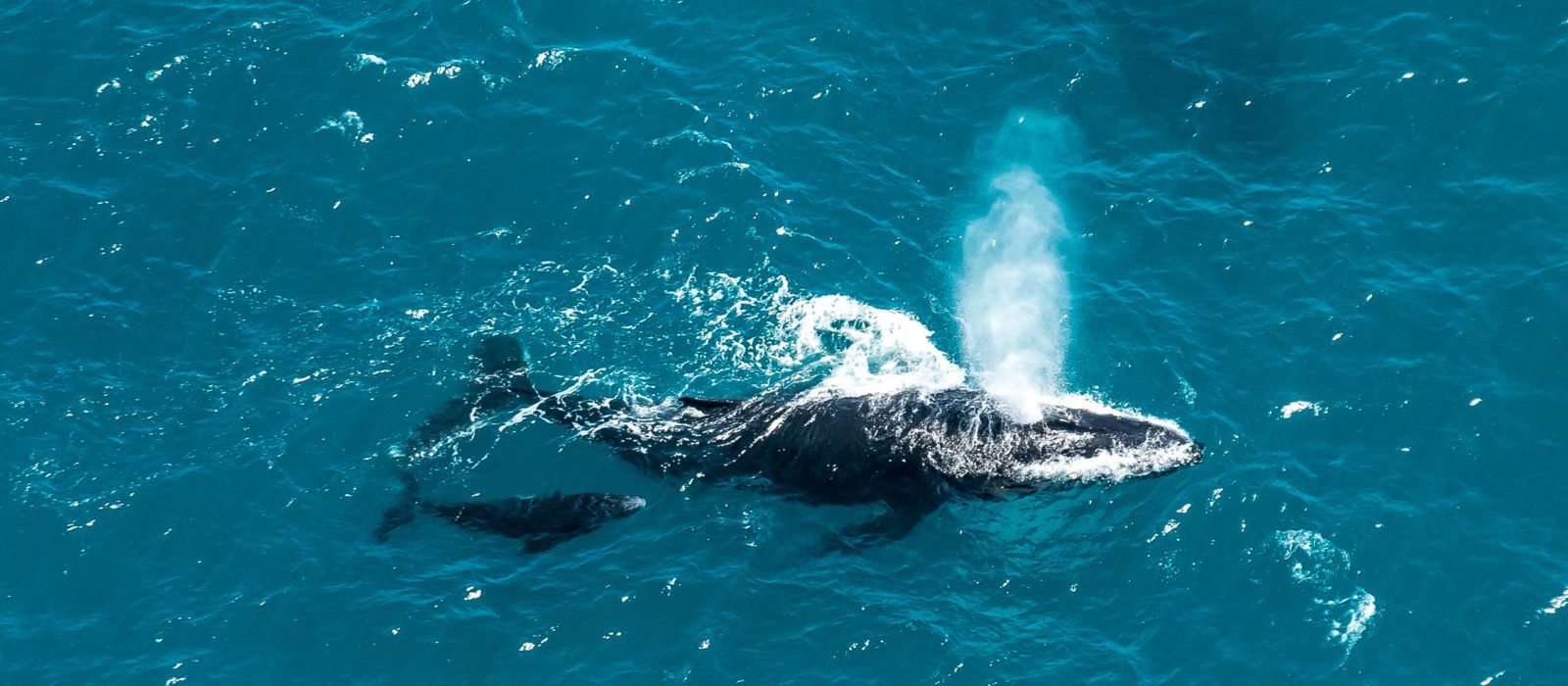 Humpback whale mother and calf, St. Mary's Island, Madagascar