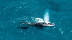 Humpback whale mother and calf, St. Mary's Island, Madagascar