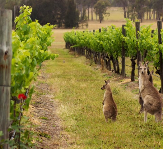 Hunter valley kangaroos in the vineyard