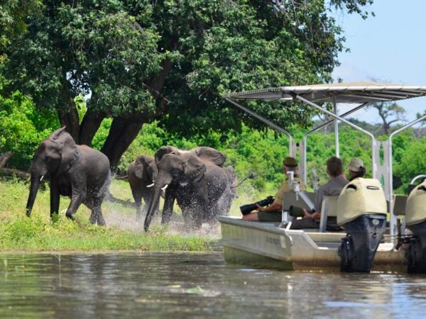 People watch a herd of wild elephants next to the water from a boat