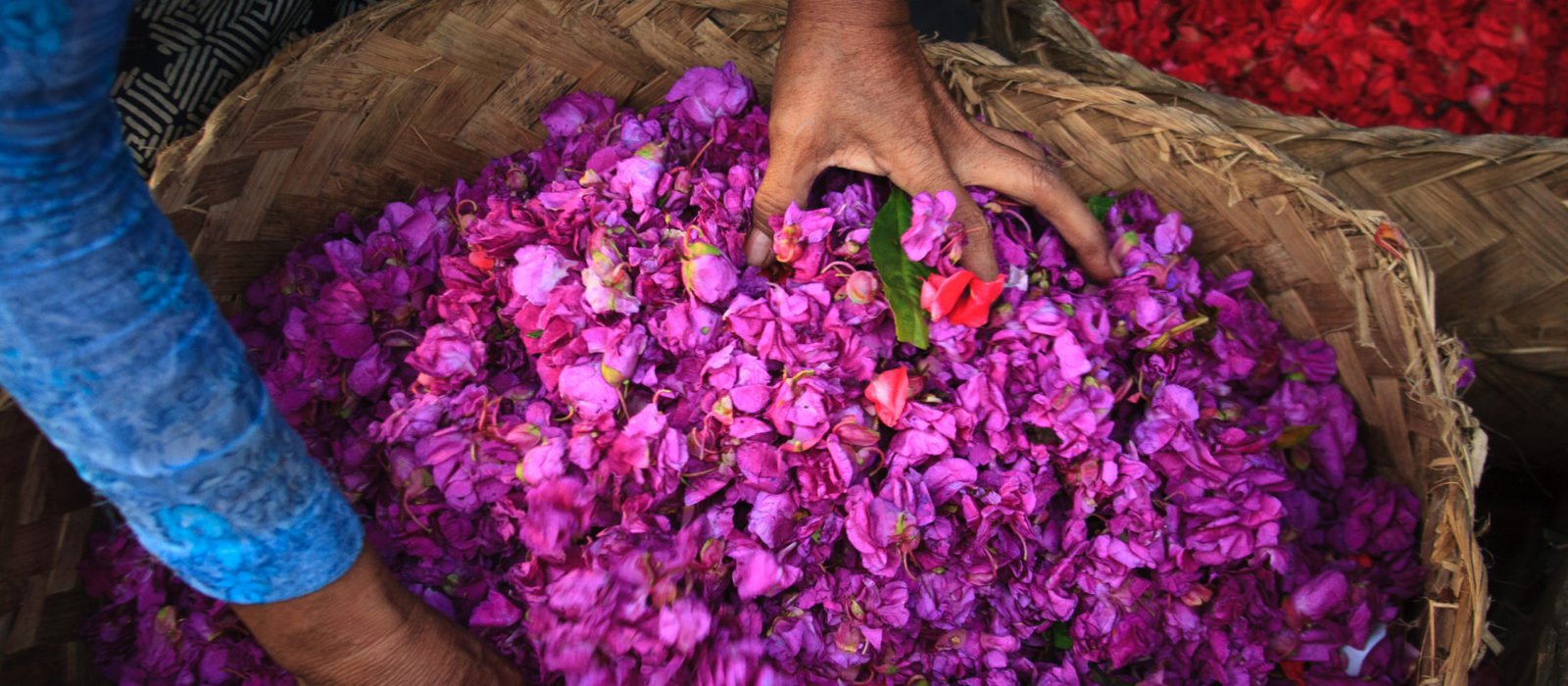 indonesia-flower-petals