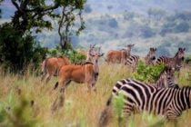 akagera-national-park-rwanda