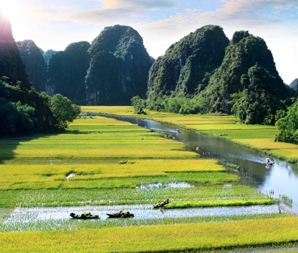 Green rice fields in Ninh Binh, Vietnam