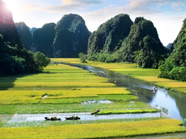 Green rice fields in Ninh Binh, Vietnam